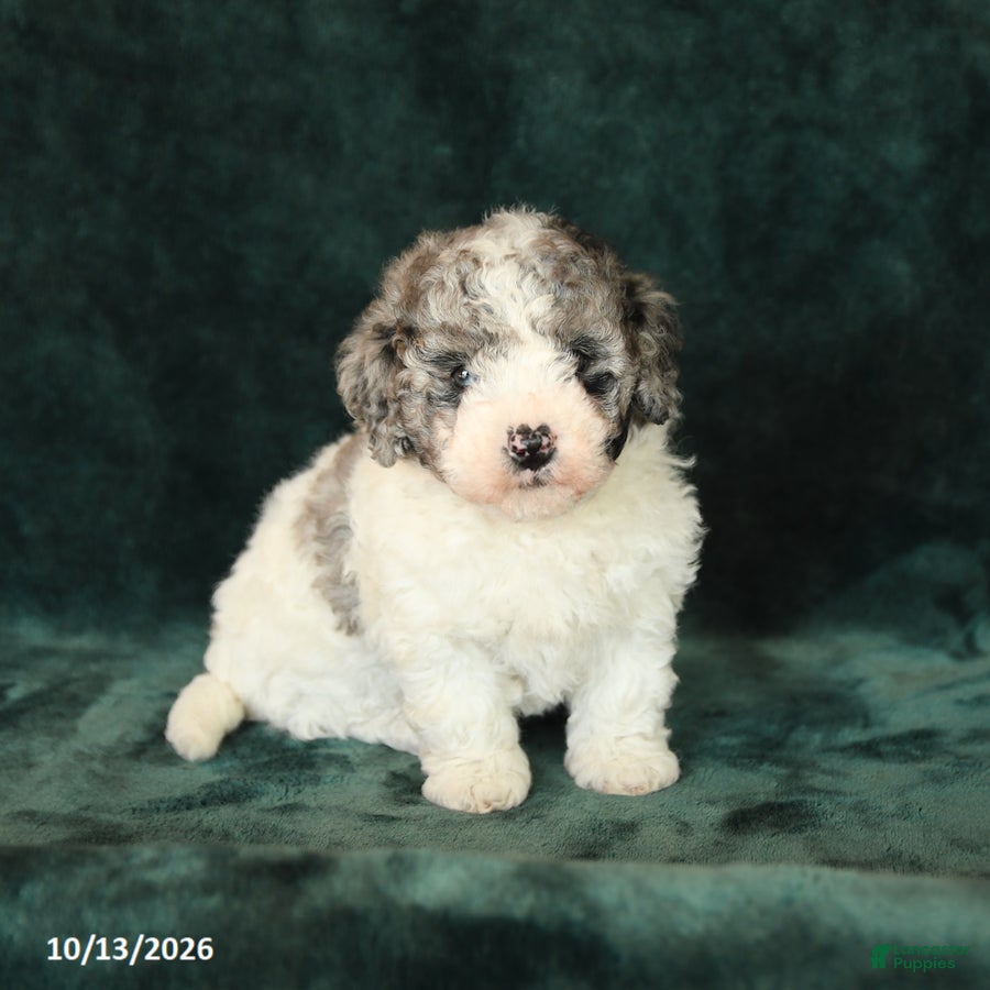 Mini Bernedoodle dogs Zinnia - Ad 2