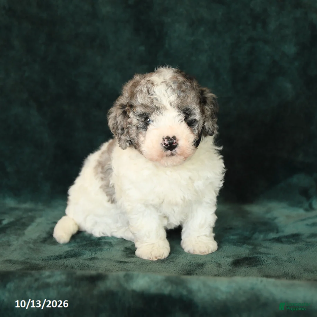 Mini Bernedoodle dogs for sale: Zinnia - Ad 2