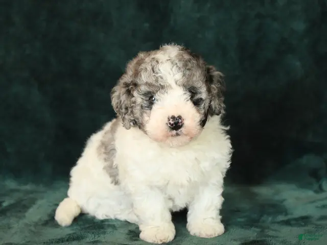Mini Bernedoodle dogs for sale: Zinnia - Ad 2
