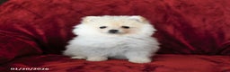 Pomeranian dogs for sale: Flurry - Ad 2
