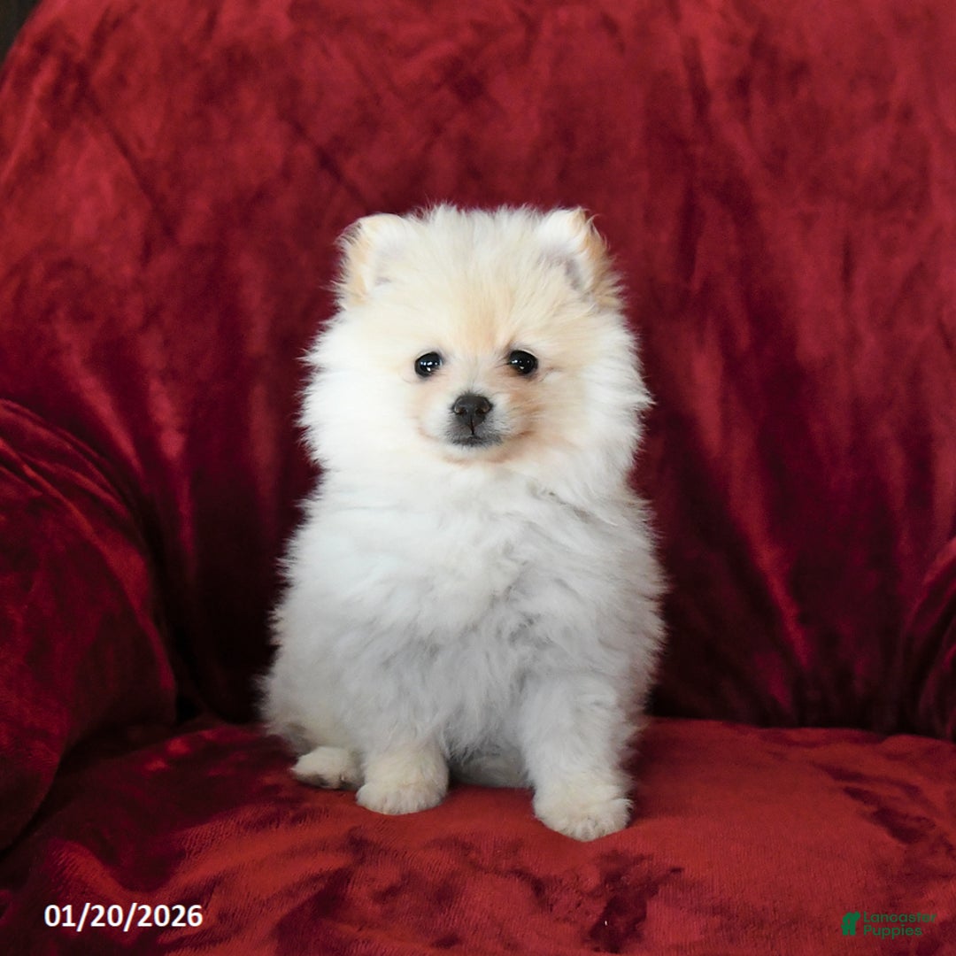 Pomeranian dogs for sale: Flurry - Ad 2