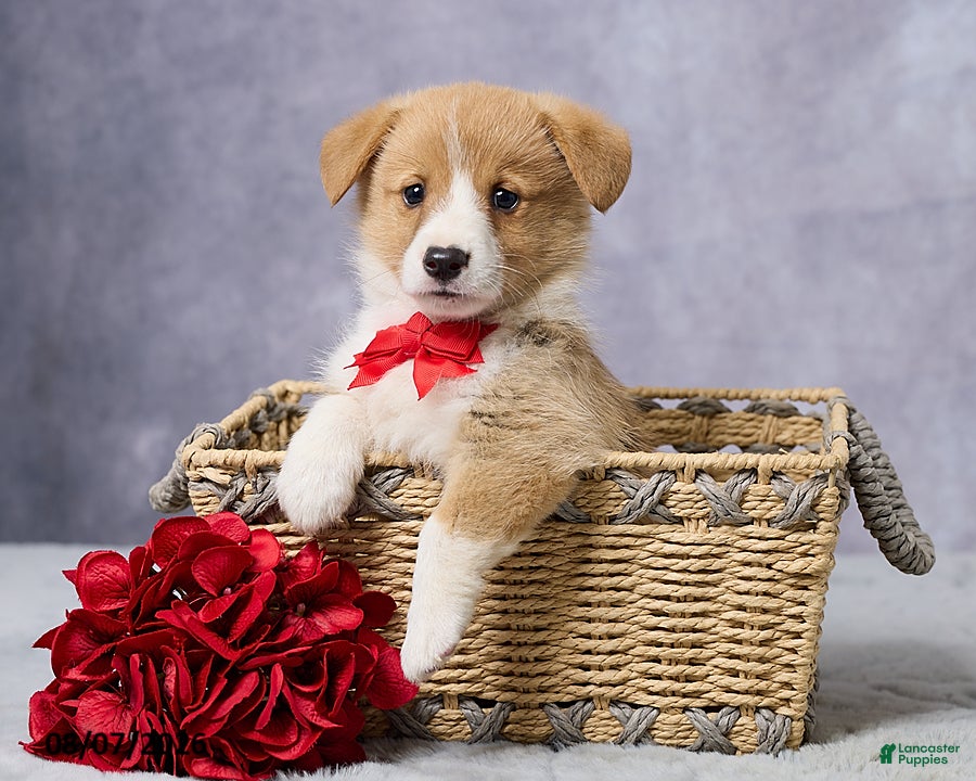 Welsh Corgi Pembroke dogs Atlas - Ad 2