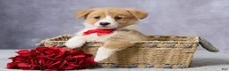 Welsh Corgi Pembroke dogs for sale: Atlas - Ad 2