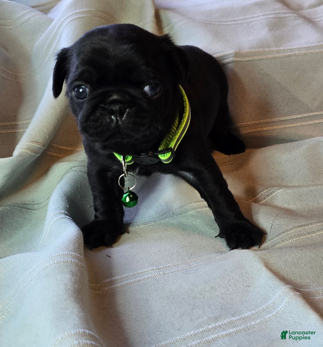 Pug dogs for sale: Ella - Ad 1