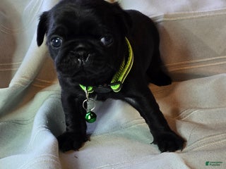 Pug dogs Ella - Ad 5