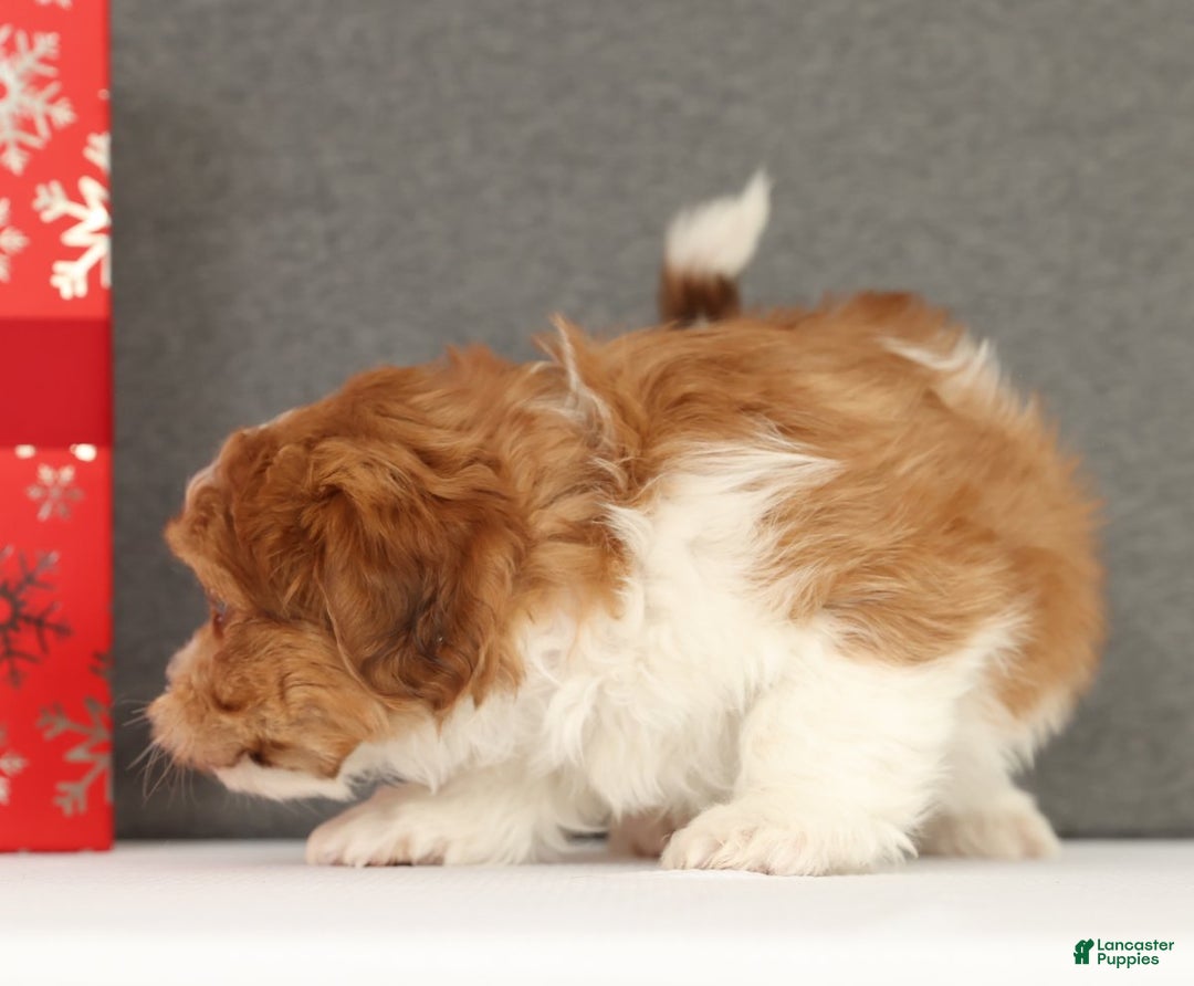 Shih Tzu dogs for sale: Elon - Ad 3