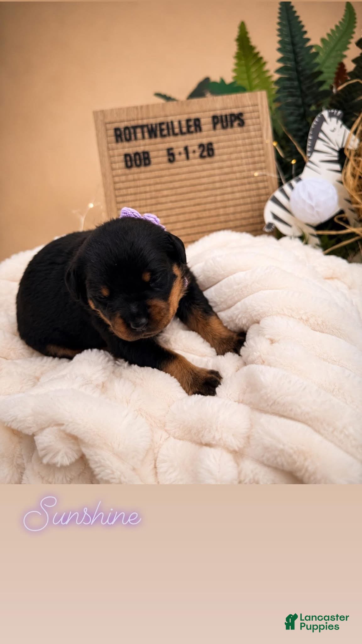 Rottweiler dogs Sunshine - Ad 7
