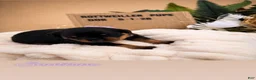 Rottweiler dogs for sale: Coco - Ad 12