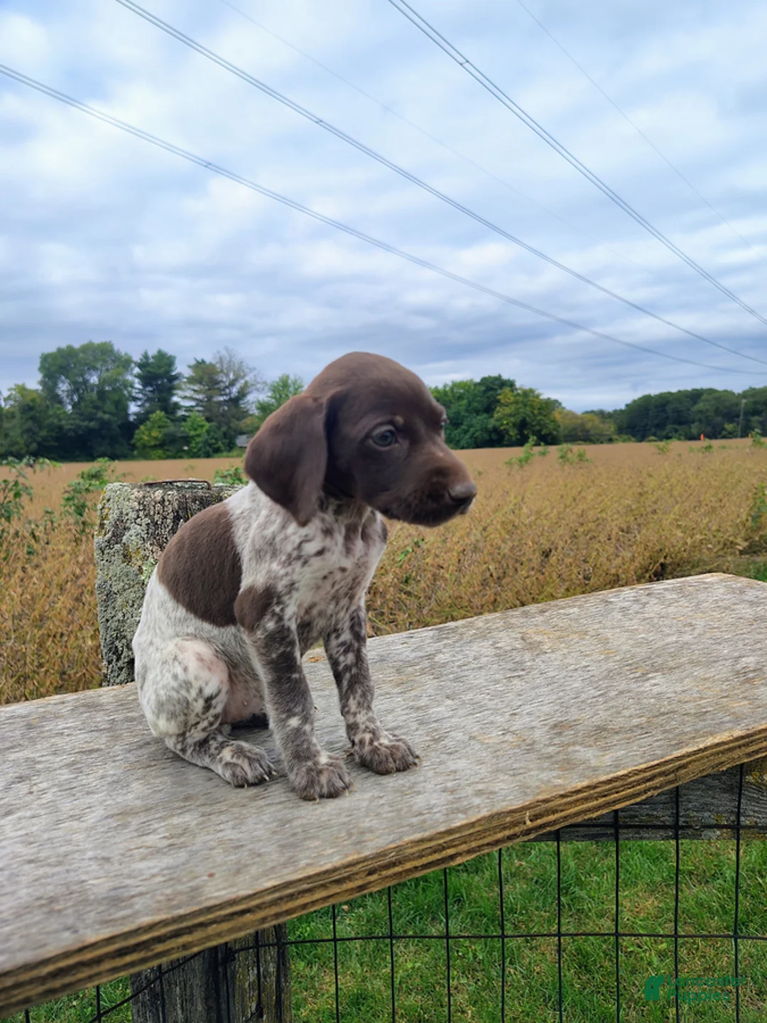 German Shorthaired Pointer dogs for sale: Rosie - Ad 3