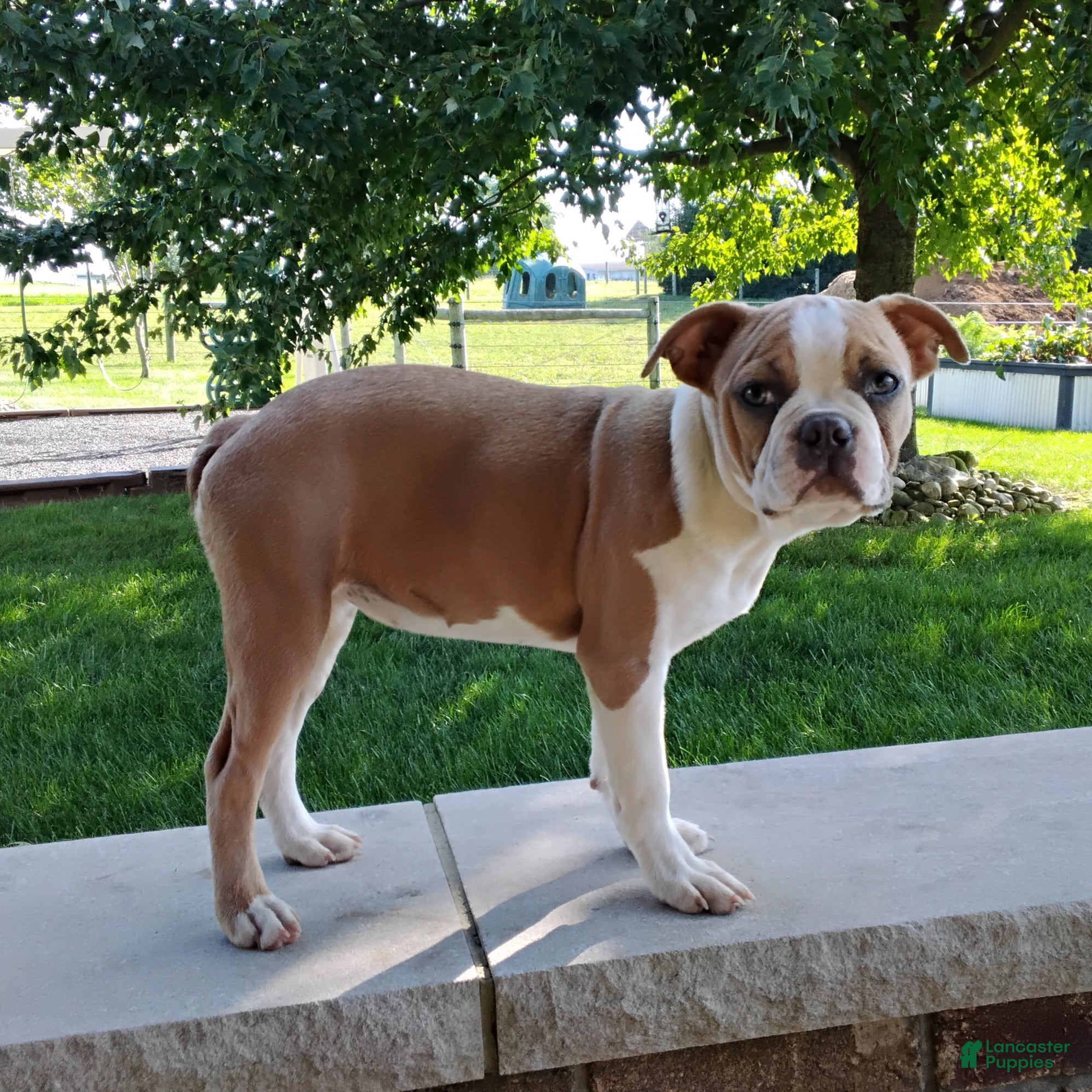 Boston Terrier dogs Elsa - Ad 2