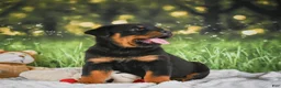 Rottweiler dogs for sale: Kane - Ad 16