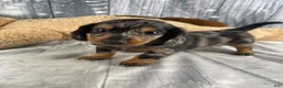 Miniature Dachshund dogs for sale: Molly - Ad 6