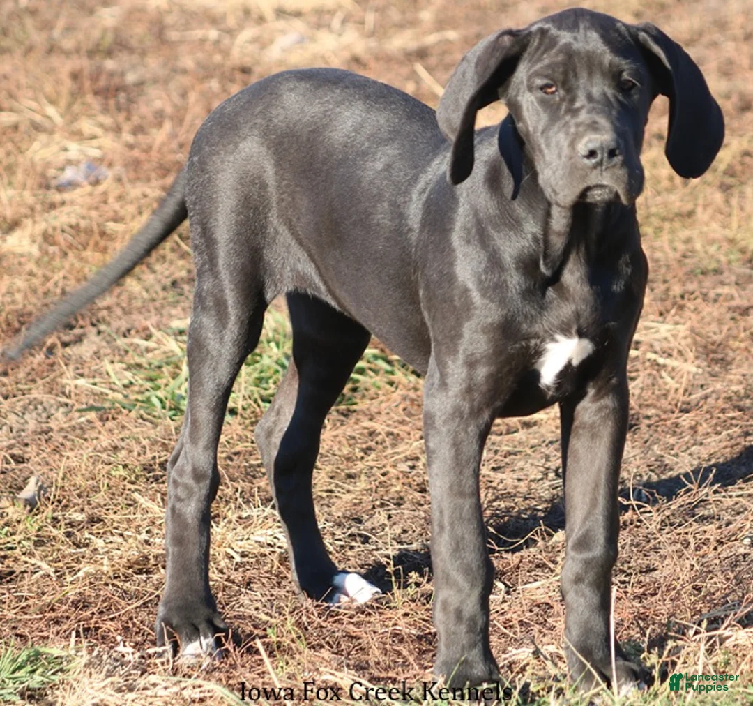 Great Dane dogs for sale: Great Dane Puppy 1 - Ad 5