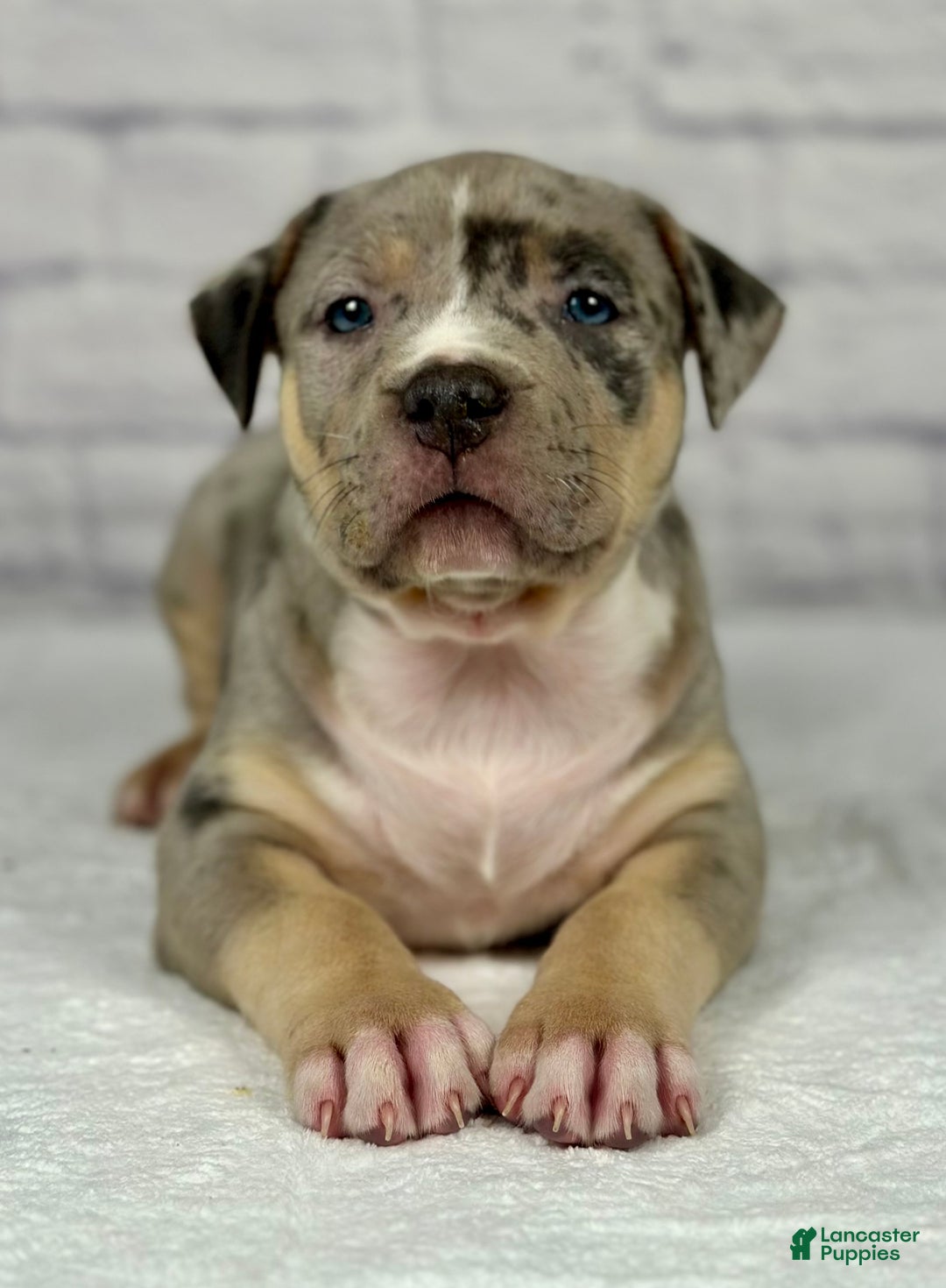 American Bully dogs for sale: Blue Moon - Ad 10