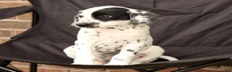 Dalmatian dogs for sale: Ellie - Ad 6