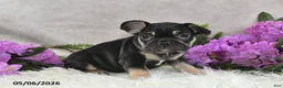 French Bulldog dogs for sale: Heidi - Ad 5