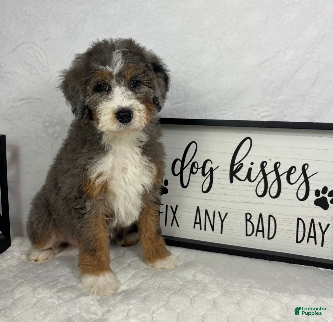 Mini Bernedoodle dogs for sale: Joey - Ad 2