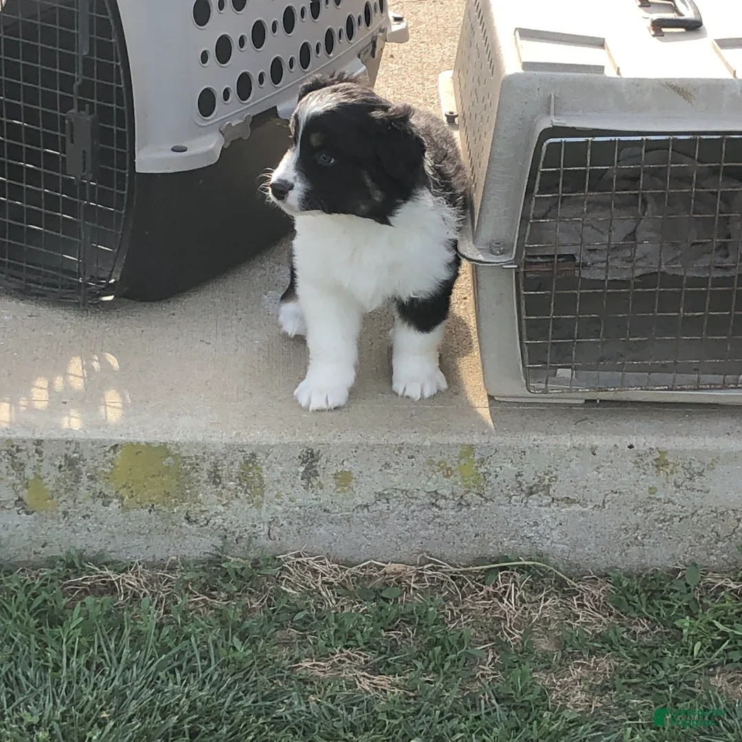 Australian Shepherd dogs for sale: Lil blue - Ad 3