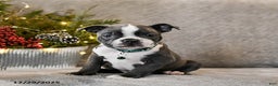 Boston Terrier dogs for sale: Caspar - Ad 3