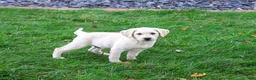 Labrador Retriever dogs for sale: Roger - Ad 3