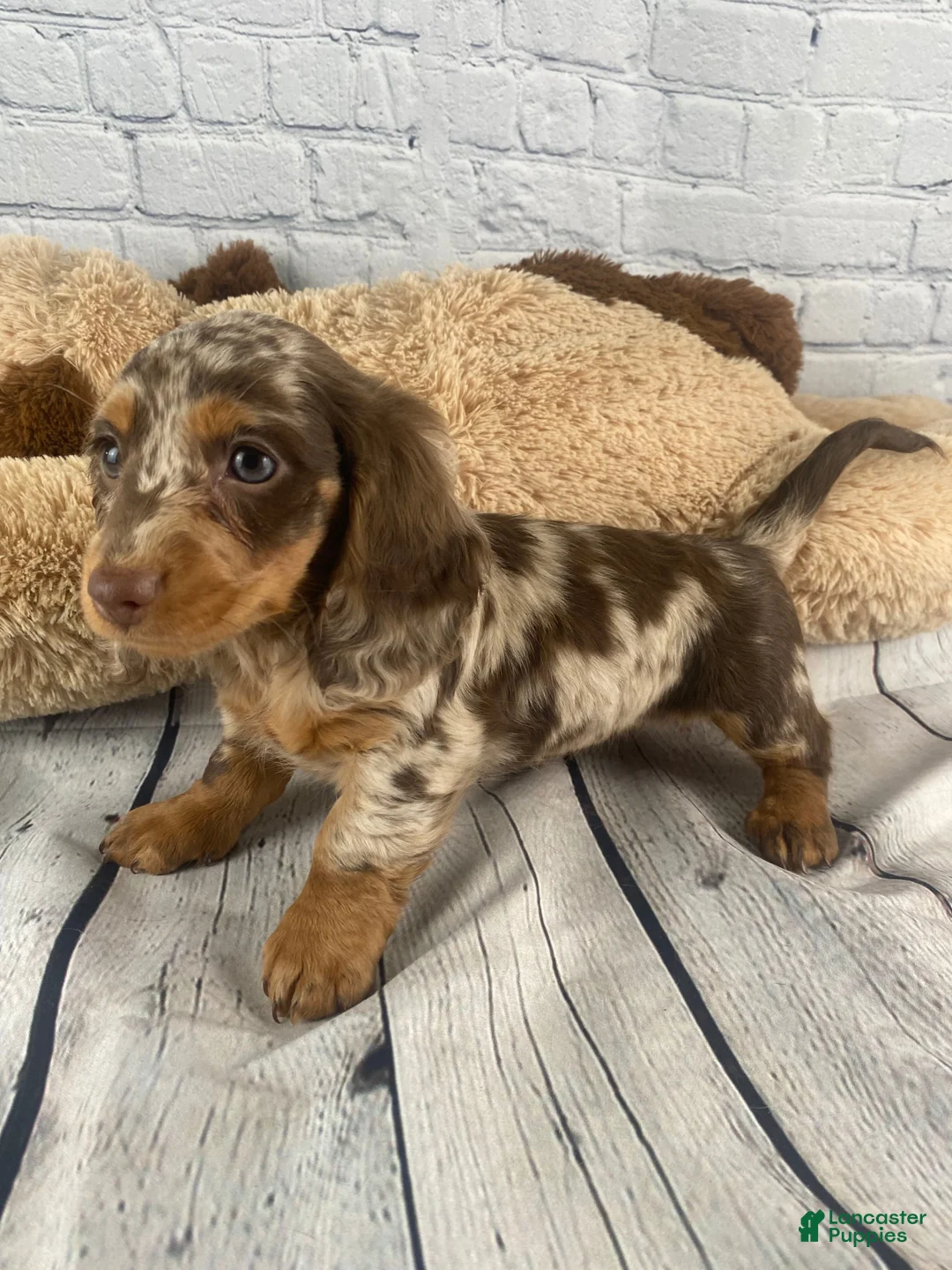 Miniature Dachshund dogs for sale: Mary - Ad 2