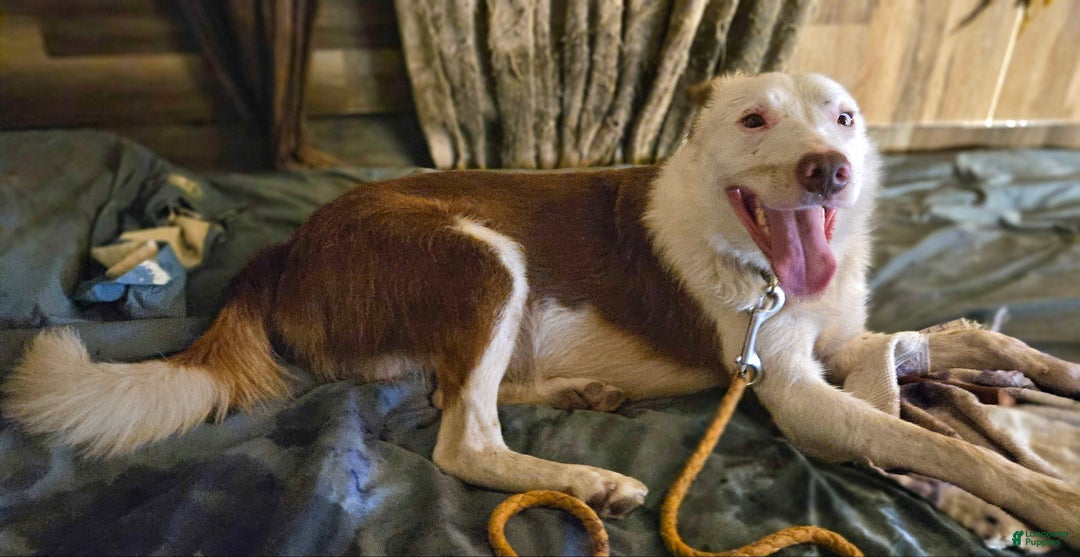 Border Collie dogs for sale: Border Collie Puppy 1 - Ad 9