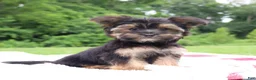 Morkie dogs for sale: Pepper - Ad 5