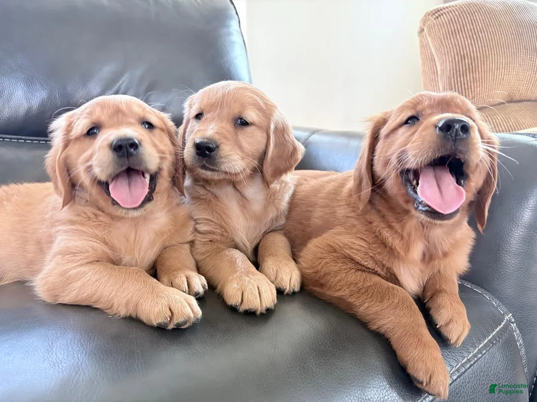 Golden Retriever dogs for sale: Golden Retriever Puppy 1 - Ad 1
