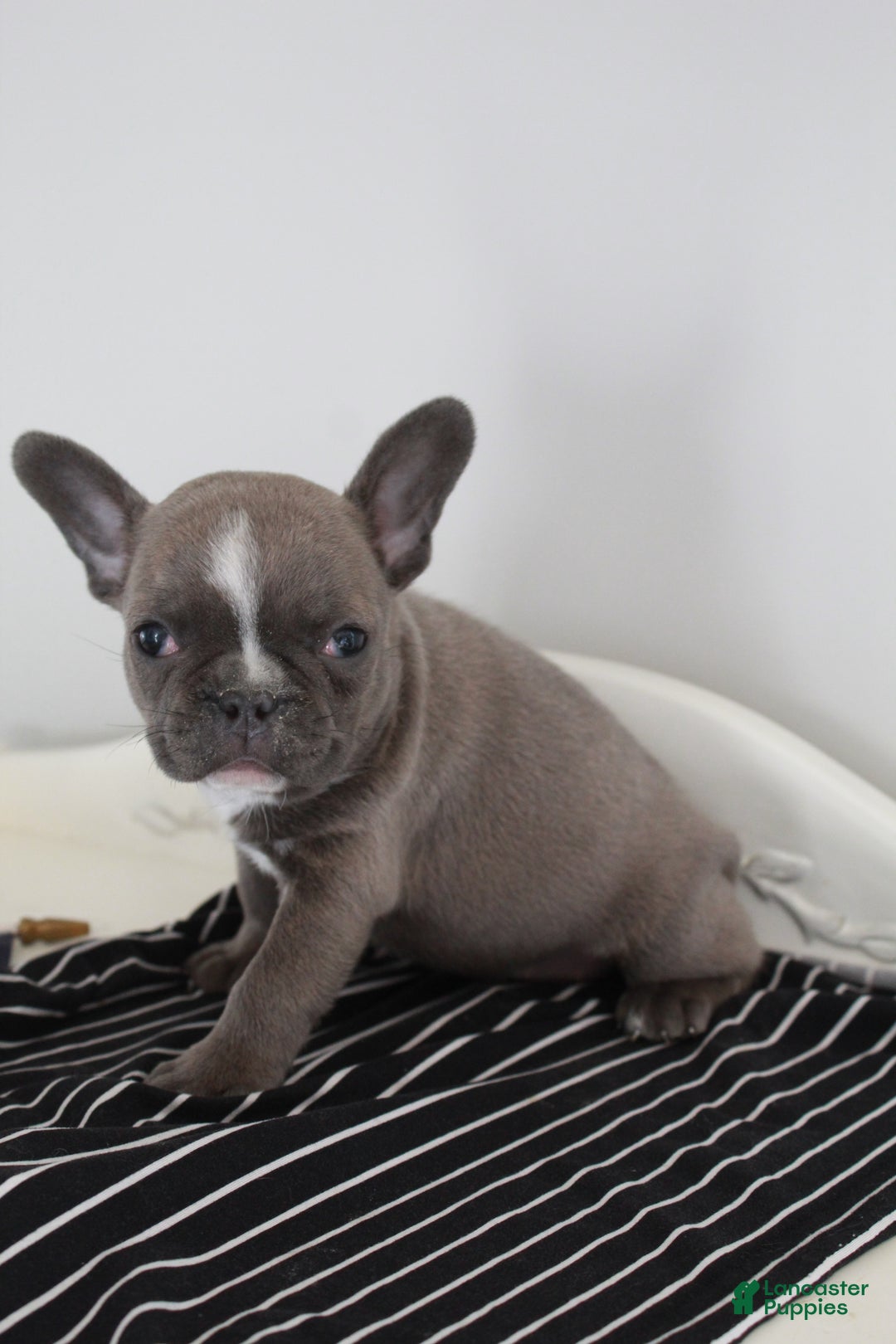 Frenchton dogs for sale: Bella  - Ad 26
