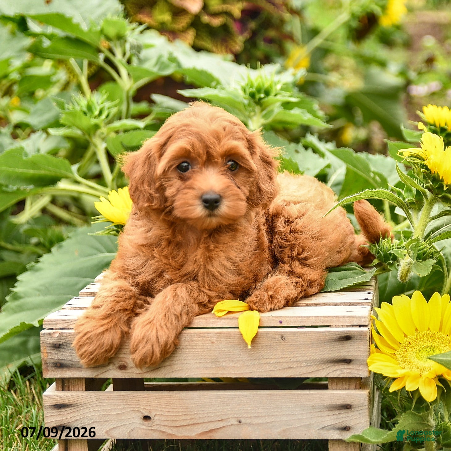 Maltipoo dogs Joy - Ad 2