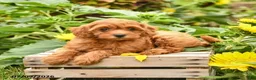 Maltipoo dogs for sale: Joy - Ad 2