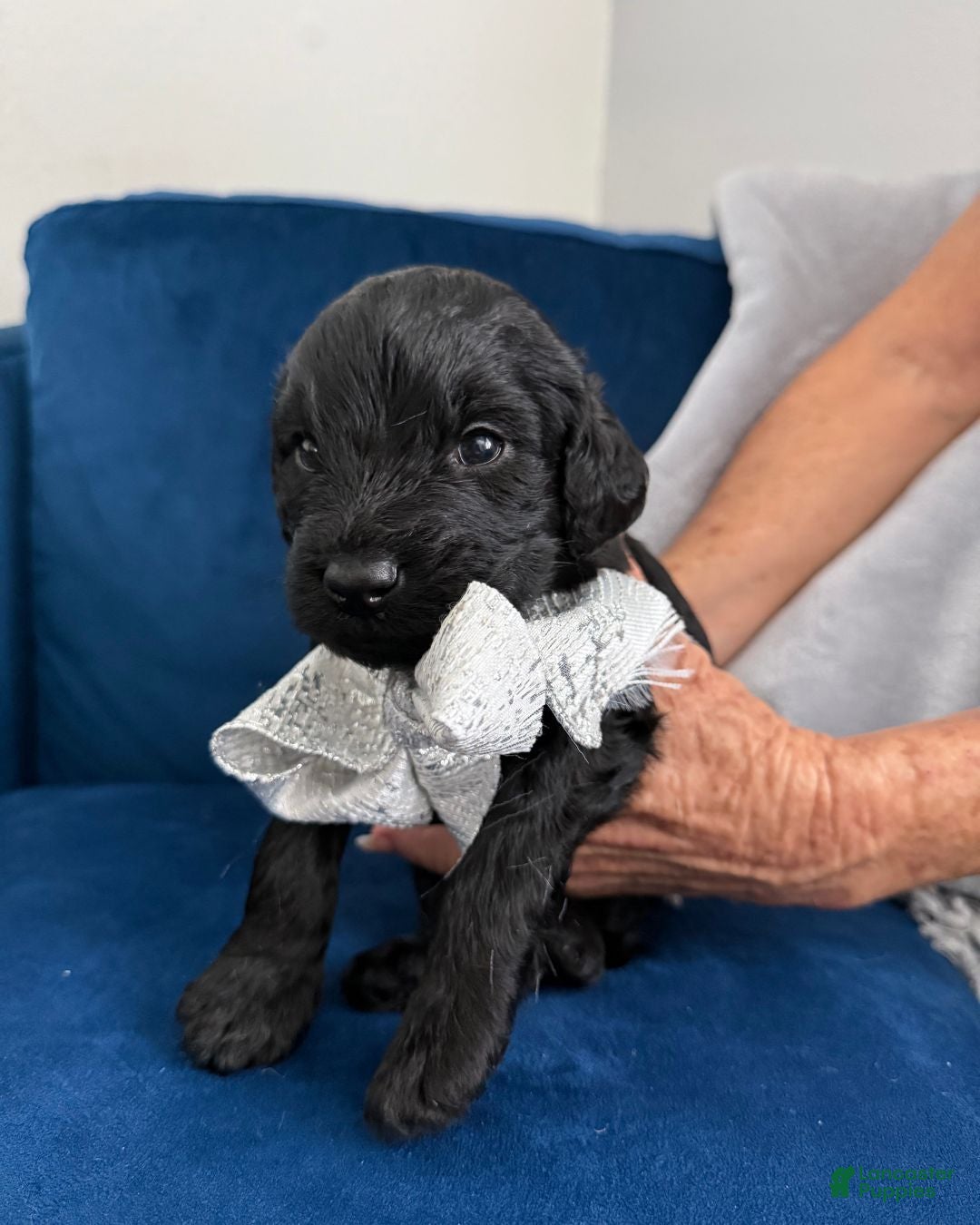 Goldendoodle dogs Eclissi - Silver Bow Boy - Ad 2