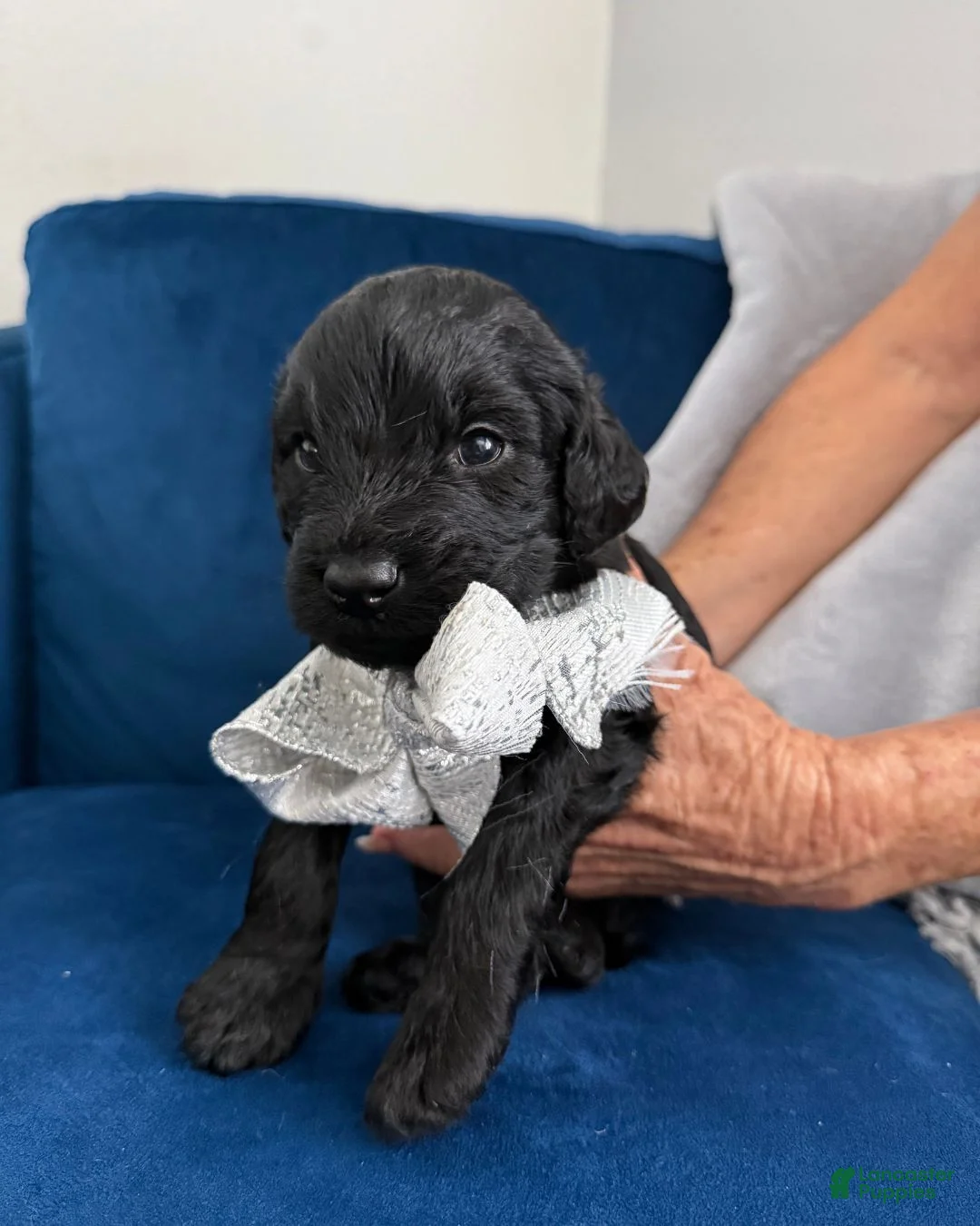 Goldendoodle dogs for sale: Eclissi - Silver Bow Boy - Ad 2