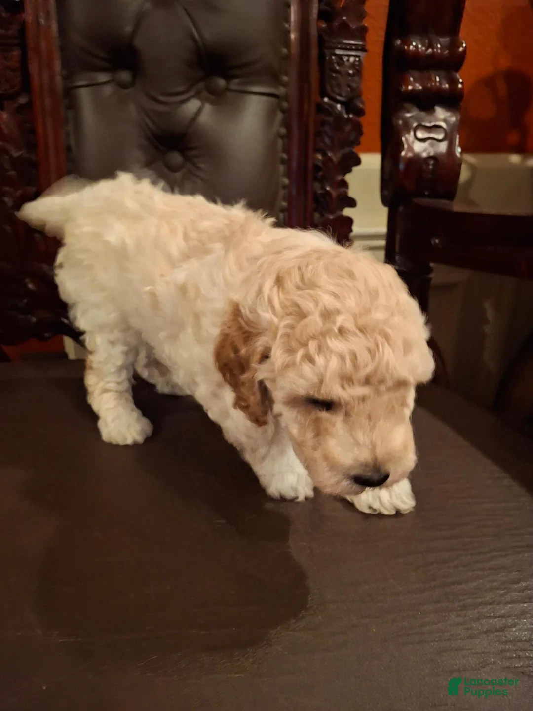 Miniature Poodle dogs for sale: Coco - Ad 8