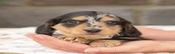Miniature Dachshund dogs for sale: Jasper - Ad 5