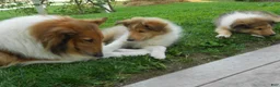 Collie dogs for sale: Baker  - Ad 6