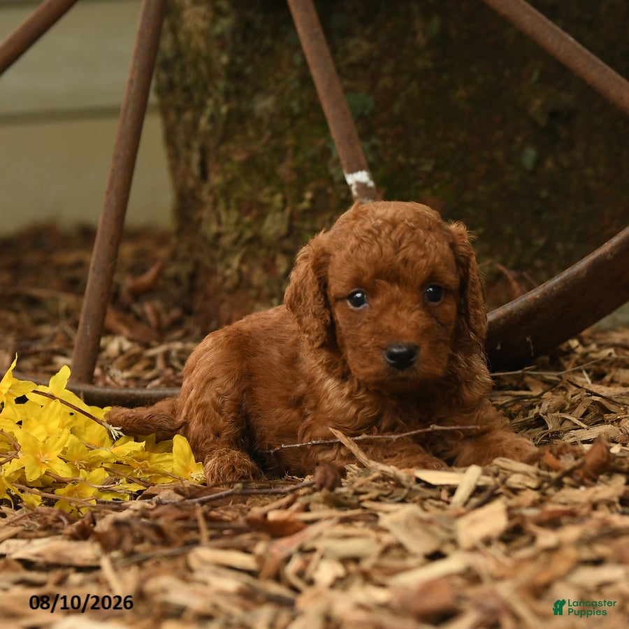 Goldendoodle dogs Rusty - Ad 2