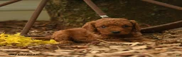 Goldendoodle dogs for sale: Rusty - Ad 2