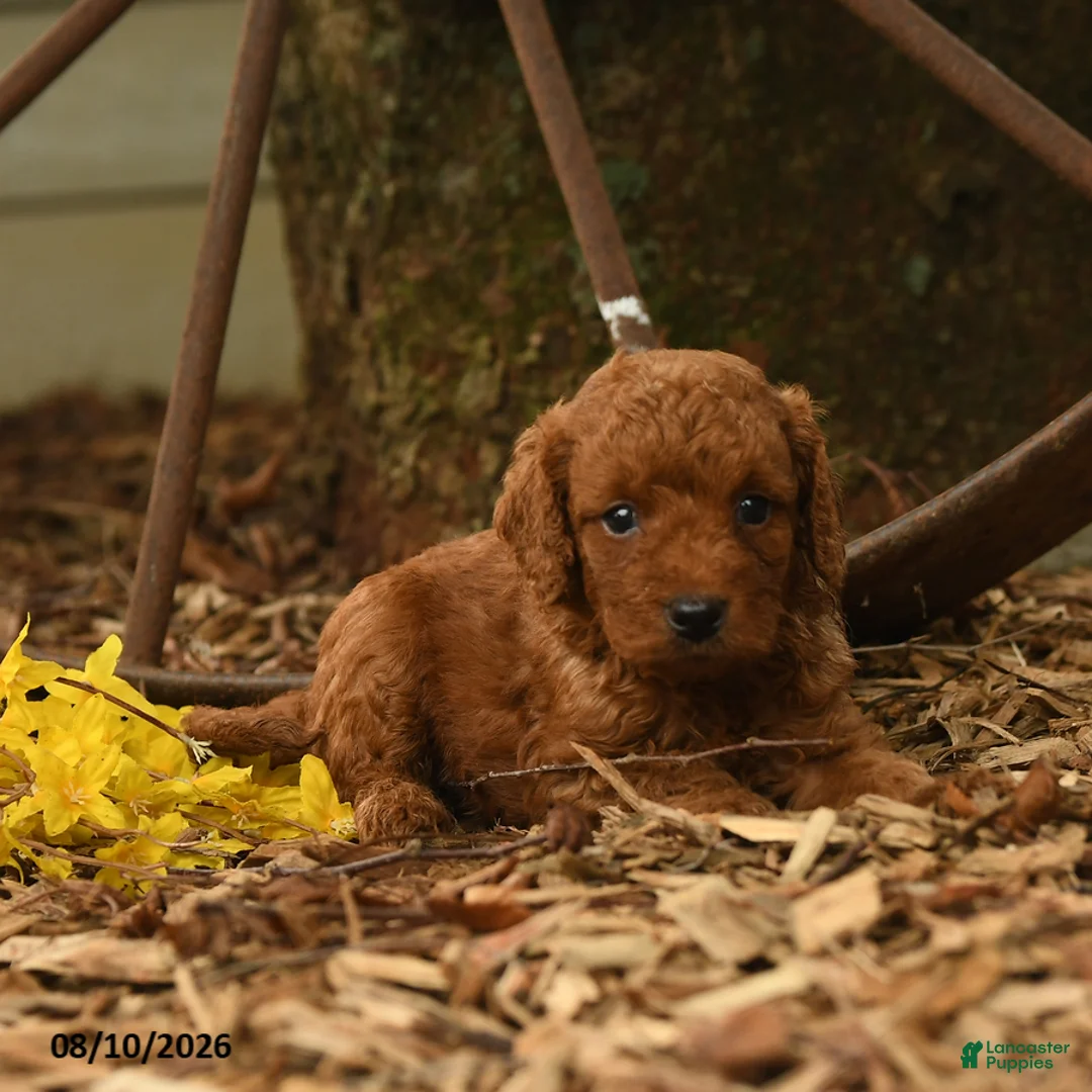 Goldendoodle dogs for sale: Rusty - Ad 2