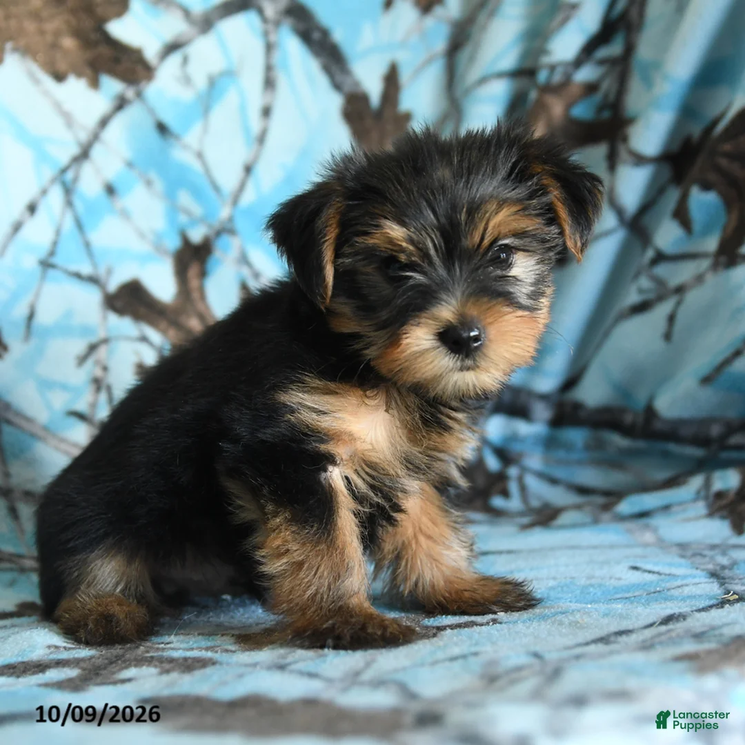 Yorkshire Terrier dogs for sale: Greg - Ad 2