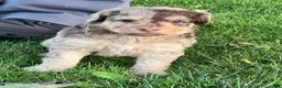 Aussiedoodle dogs for sale: Amber Miniature Aussiedoodle  - Ad 3
