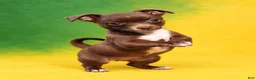 Chihuahua dogs for sale: Midnight-Chocolate  - Ad 6
