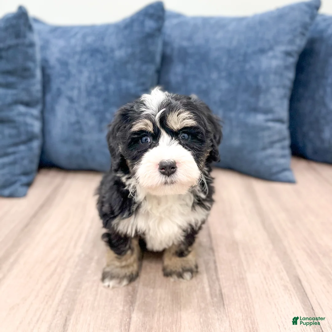 Mini Bernedoodle dogs for sale: Hunter - Ad 7