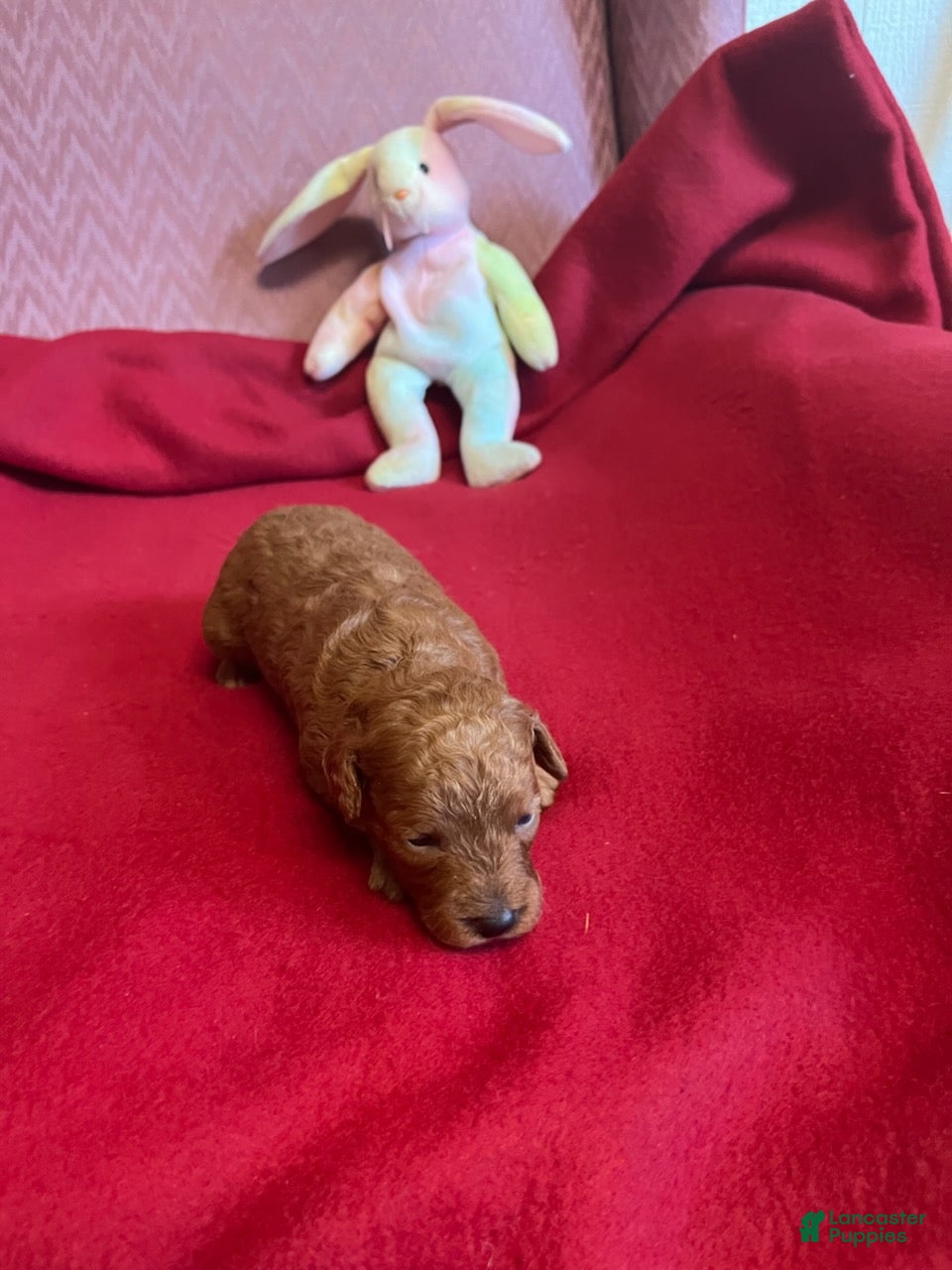 Mini Goldendoodle dogs Cocoa 3 - Ad 5