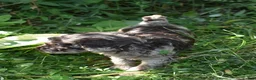 Standard Poodle dogs for sale: Standard Poodle 5 Chocolate Merle - Ad 14