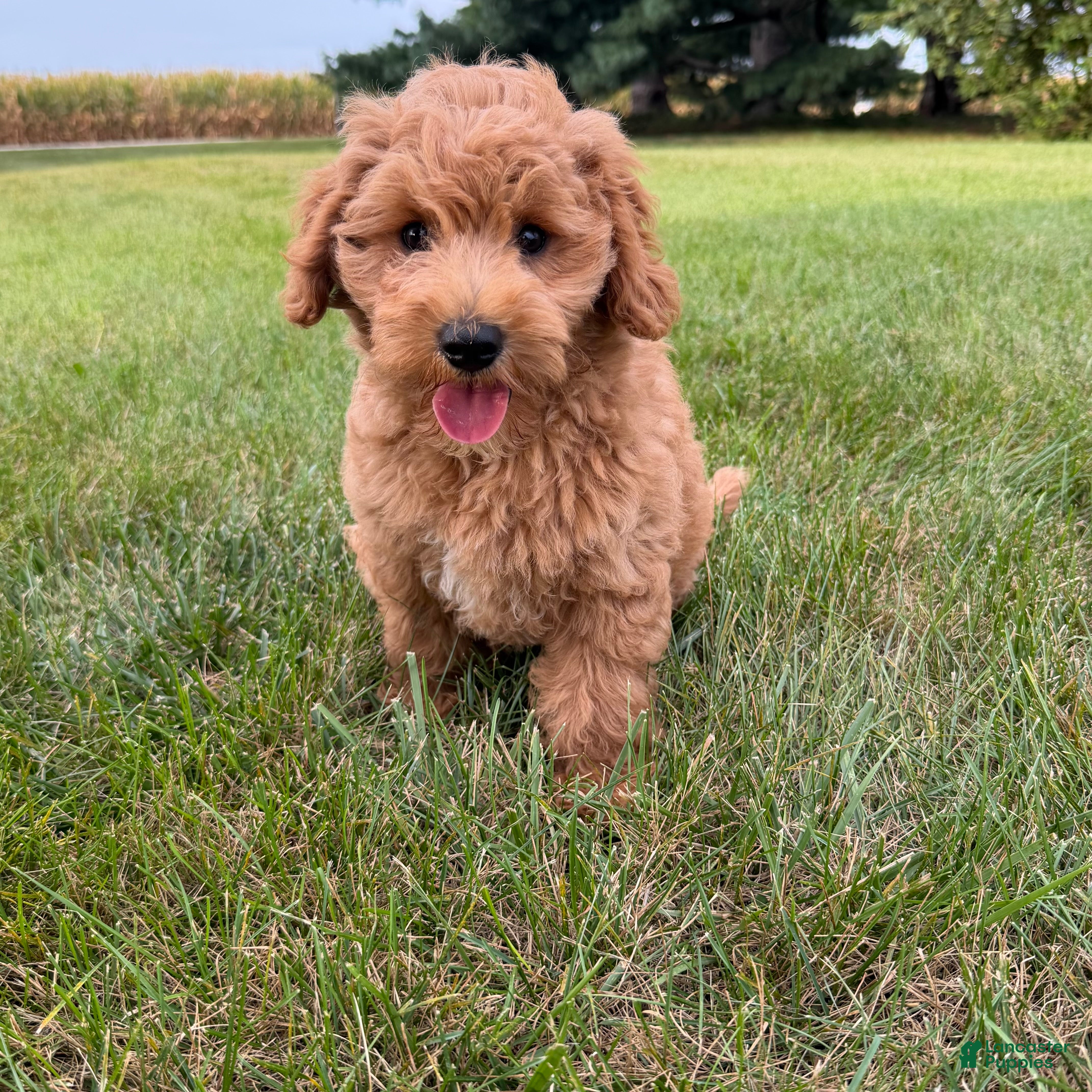 Mini Goldendoodle dogs Lexi Mini Goldendoodle  - Ad 1