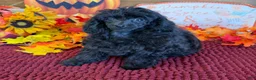Toy Poodle dogs for sale: Goblin - Ad 3