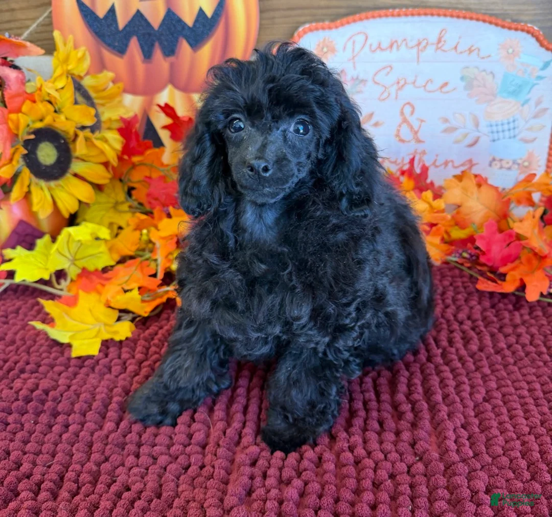 Toy Poodle dogs for sale: Goblin - Ad 3