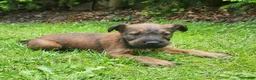 Irish Terrier dogs for sale: River - Ad 2