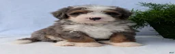 Mini Bernedoodle dogs for sale: Mini Bodie  - Ad 4
